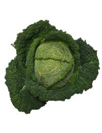 chou vert frisé origine france