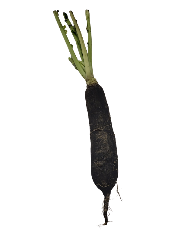 radis noir origine france vendu à la pièce