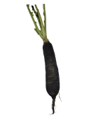 radis noir origine france vendu à la pièce