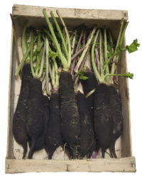 radis noirs presentés dans une cagette