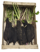 radis noirs presentés dans une cagette