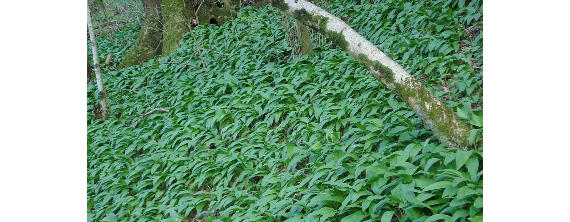 L'ail des ours : la plus sauvage des plantes aromatiques