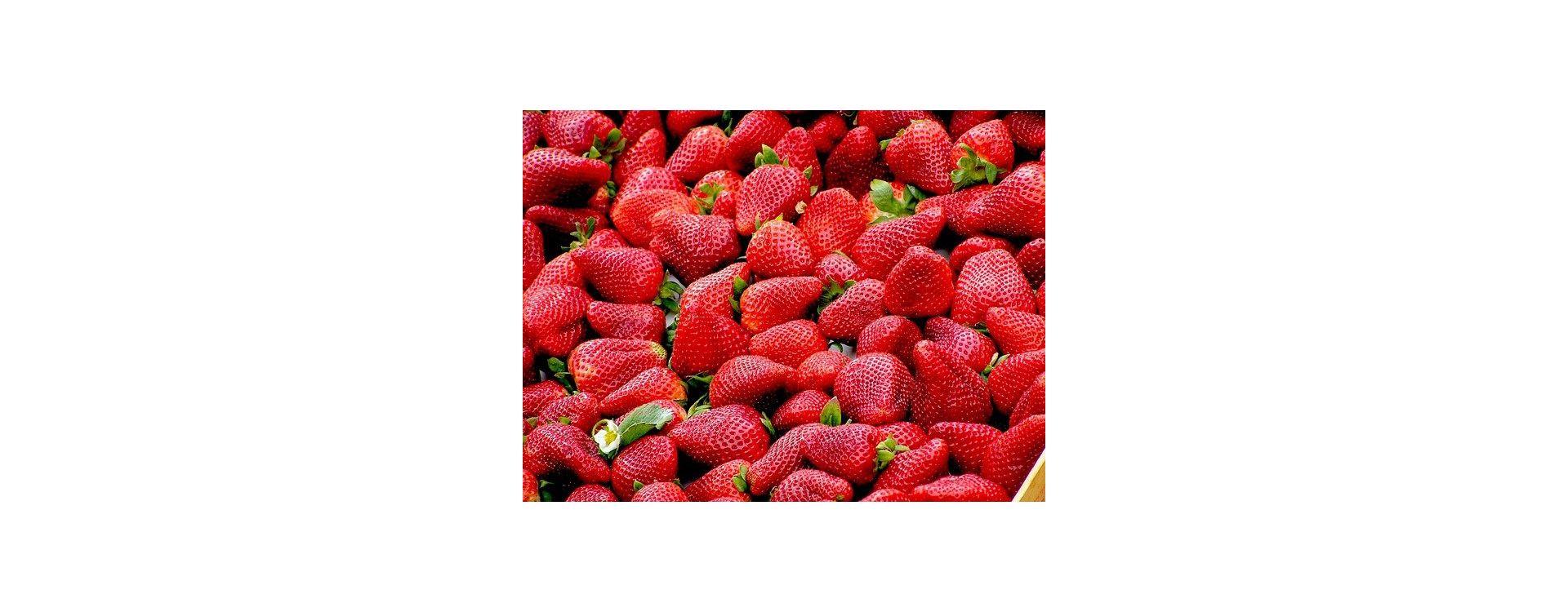 La Fraise : origine, bienfaits et conservation de ce fruit d'été
